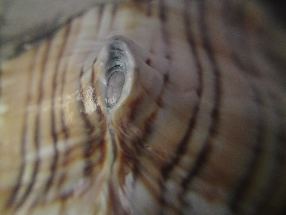Shankha Silver overlay mounted seashell trapezium horse conch shell