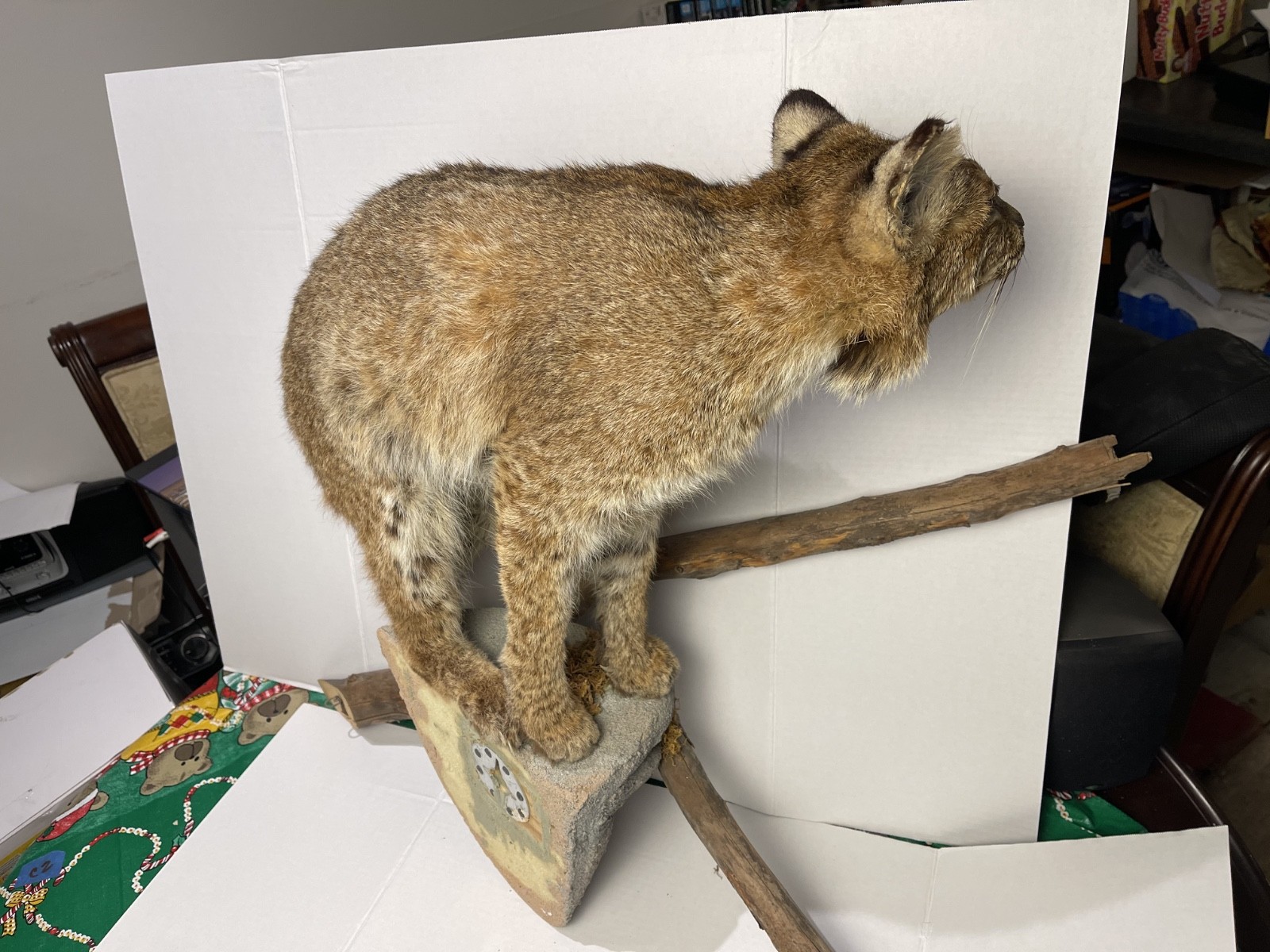 Bobcat Taxidermy Wall Mount Wildlife Hunting wild cat