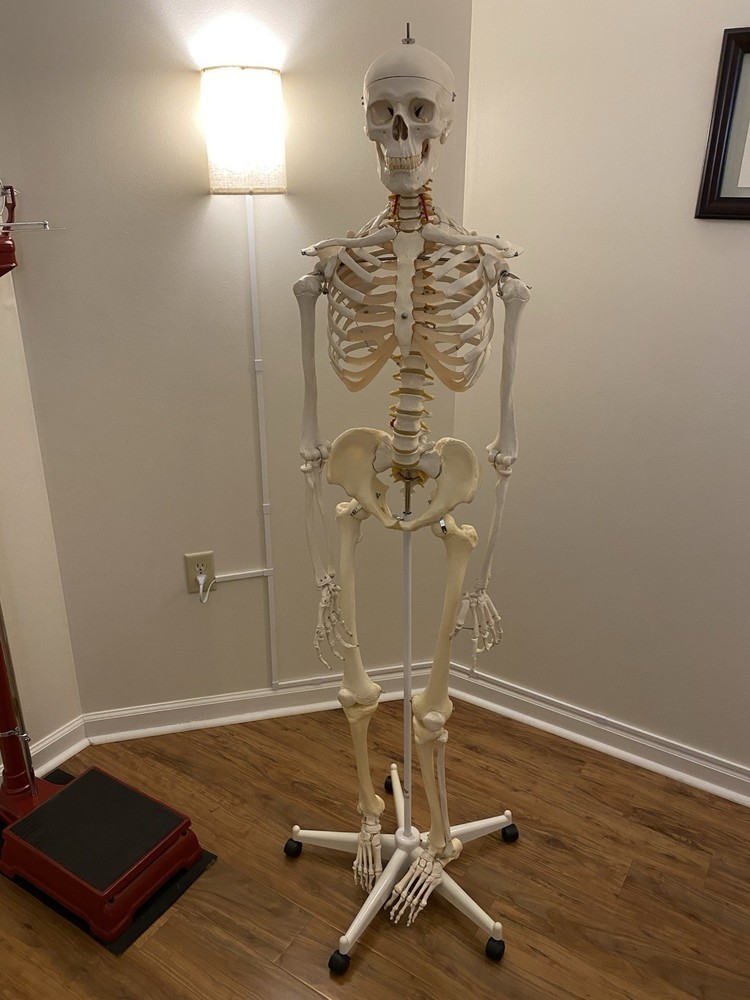 Fred The Flexible Skeleton Anatomical Model