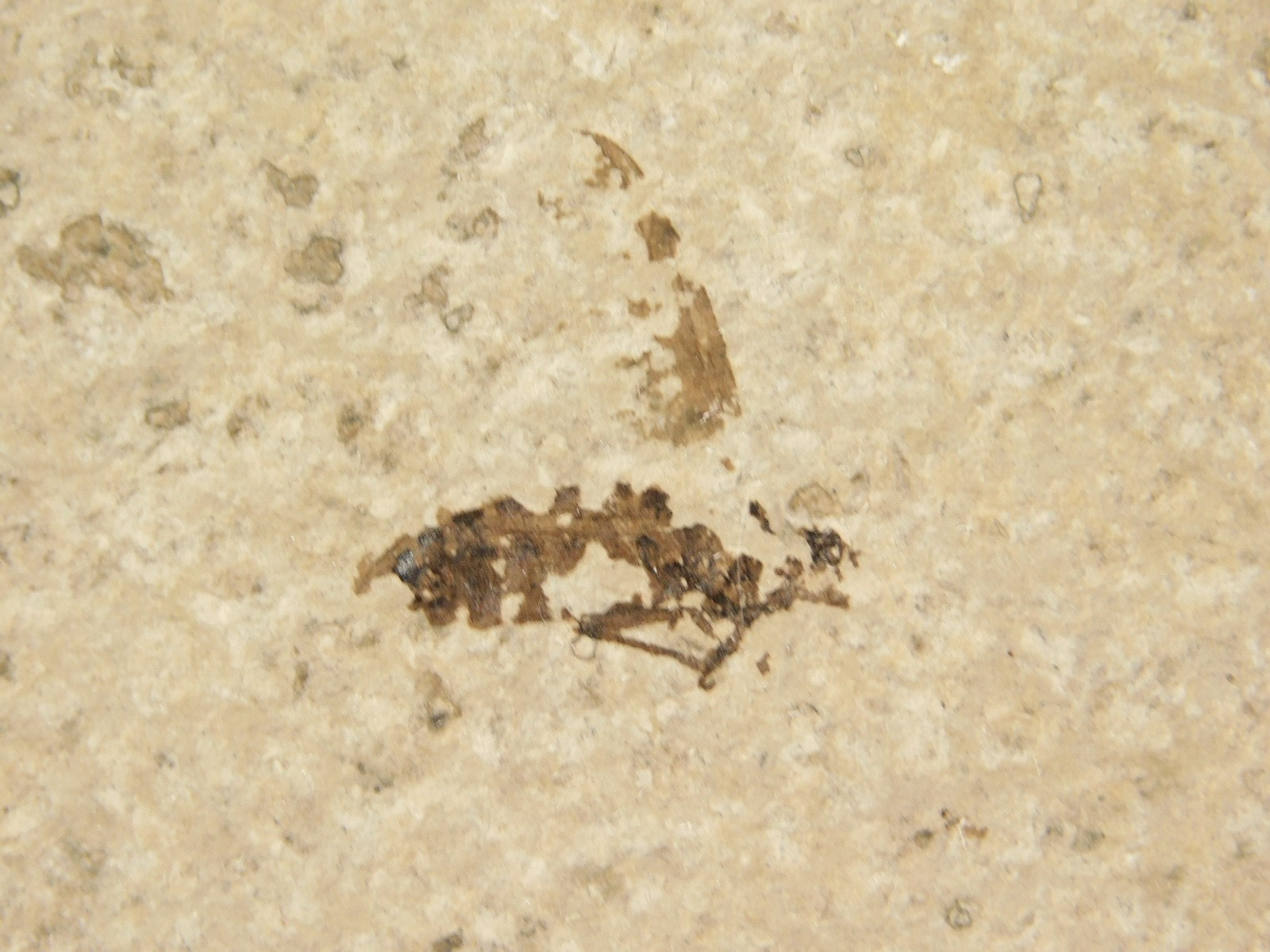 Winged INSECT FOSSIL 100% Natural From Fossil LAKE Wyoming 3.33