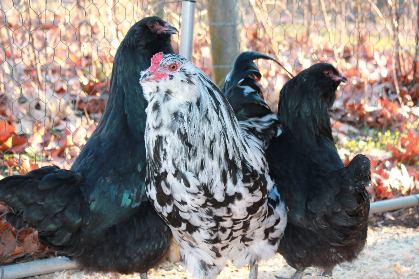 12+ Ermine Ameraucana Hatching Eggs - Pure