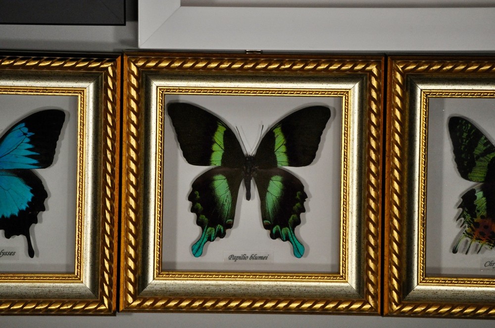 Bits and Bugs Butterfly LOT of 4