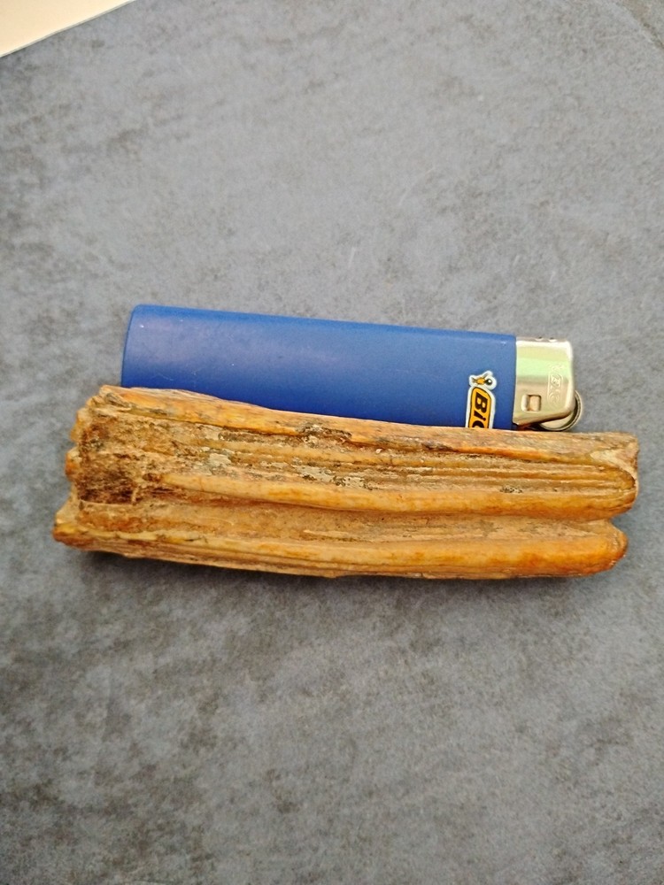 Fossilized Walrus Or Hippo Molar Tooth