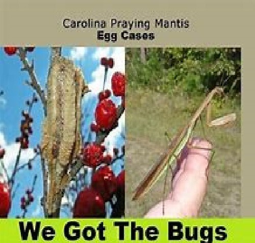 5 Freshly Harvested Carolina Praying Mantis Egg Cases Fresh Picked 2026 season.