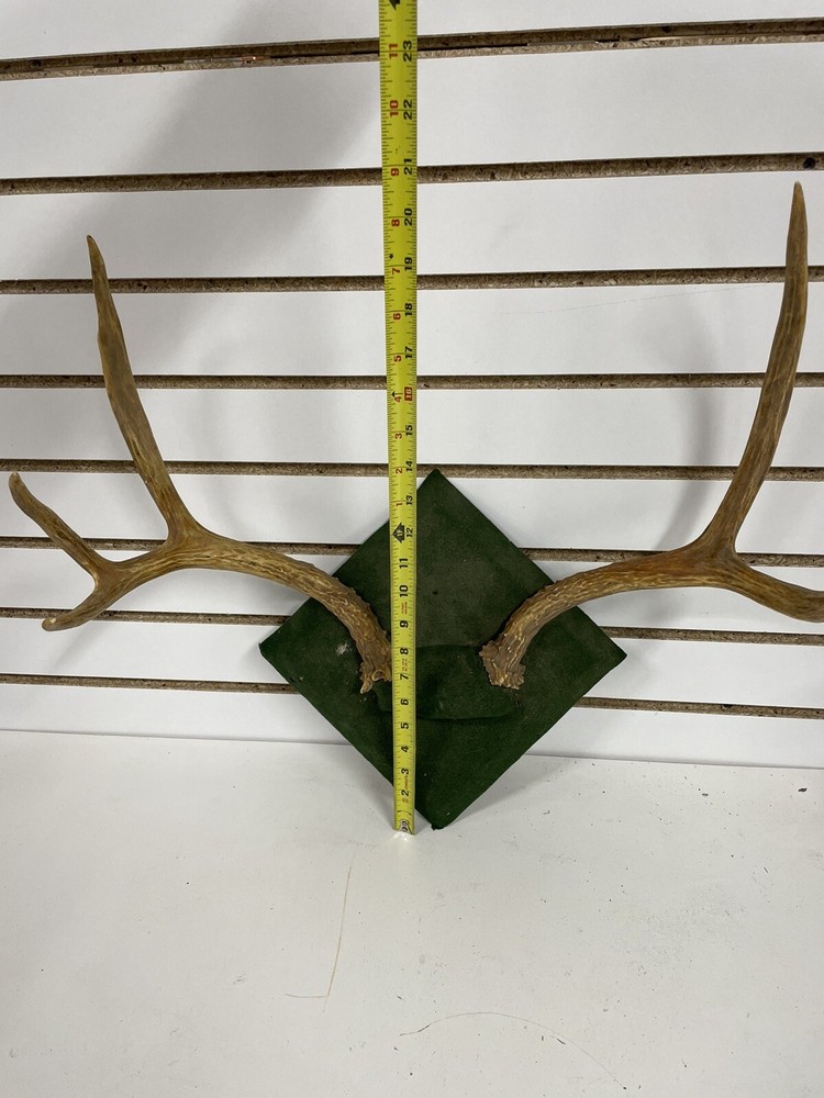 Mounted deer Antlers Wall Accent decoration BL