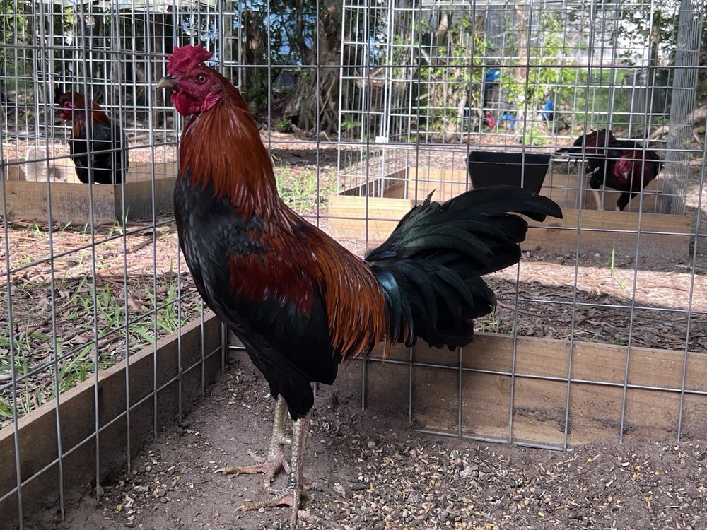 12 Plus Variety Hatching Eggs