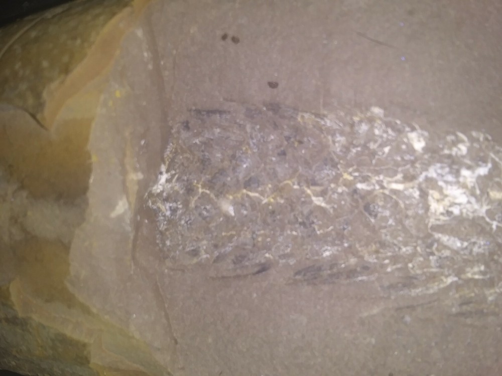 large Fossilized Pine Cone