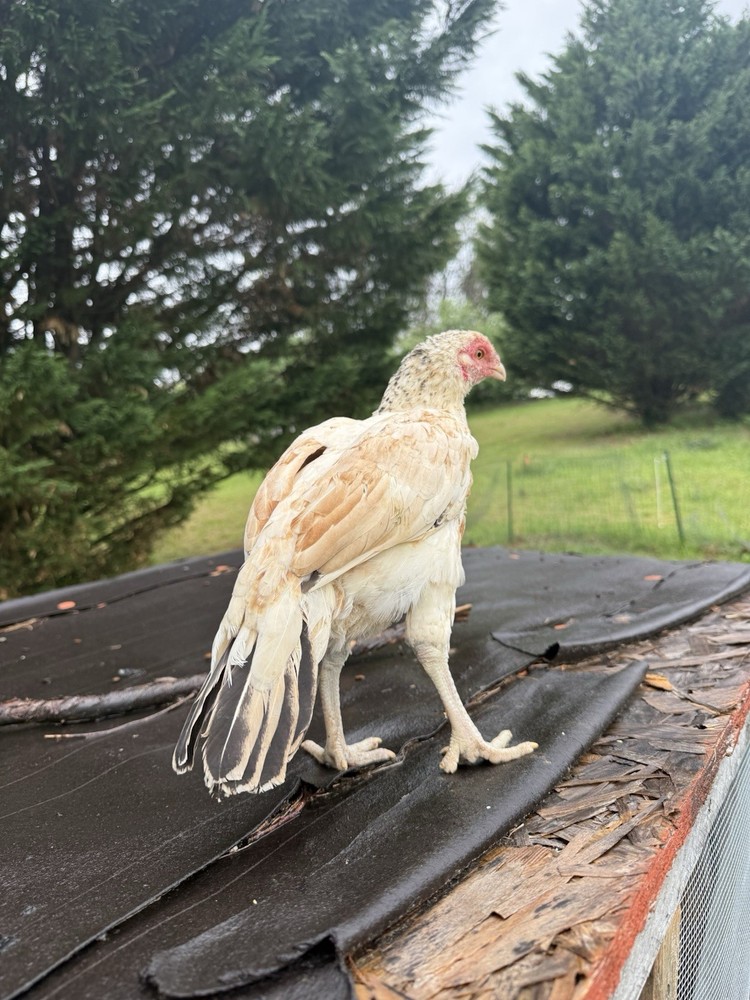 Pakistani Chicken Pullet Hatching Eggs