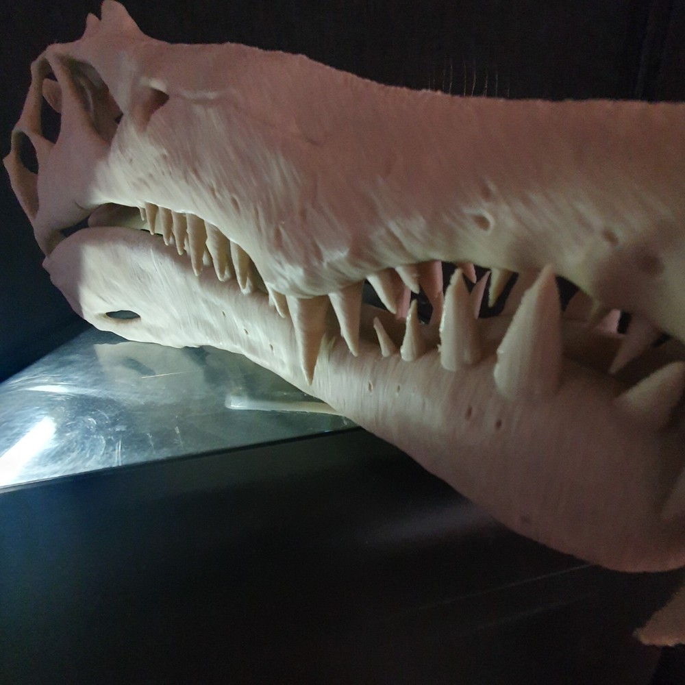 Spinosaurus Dinosaur Large Replica Skull