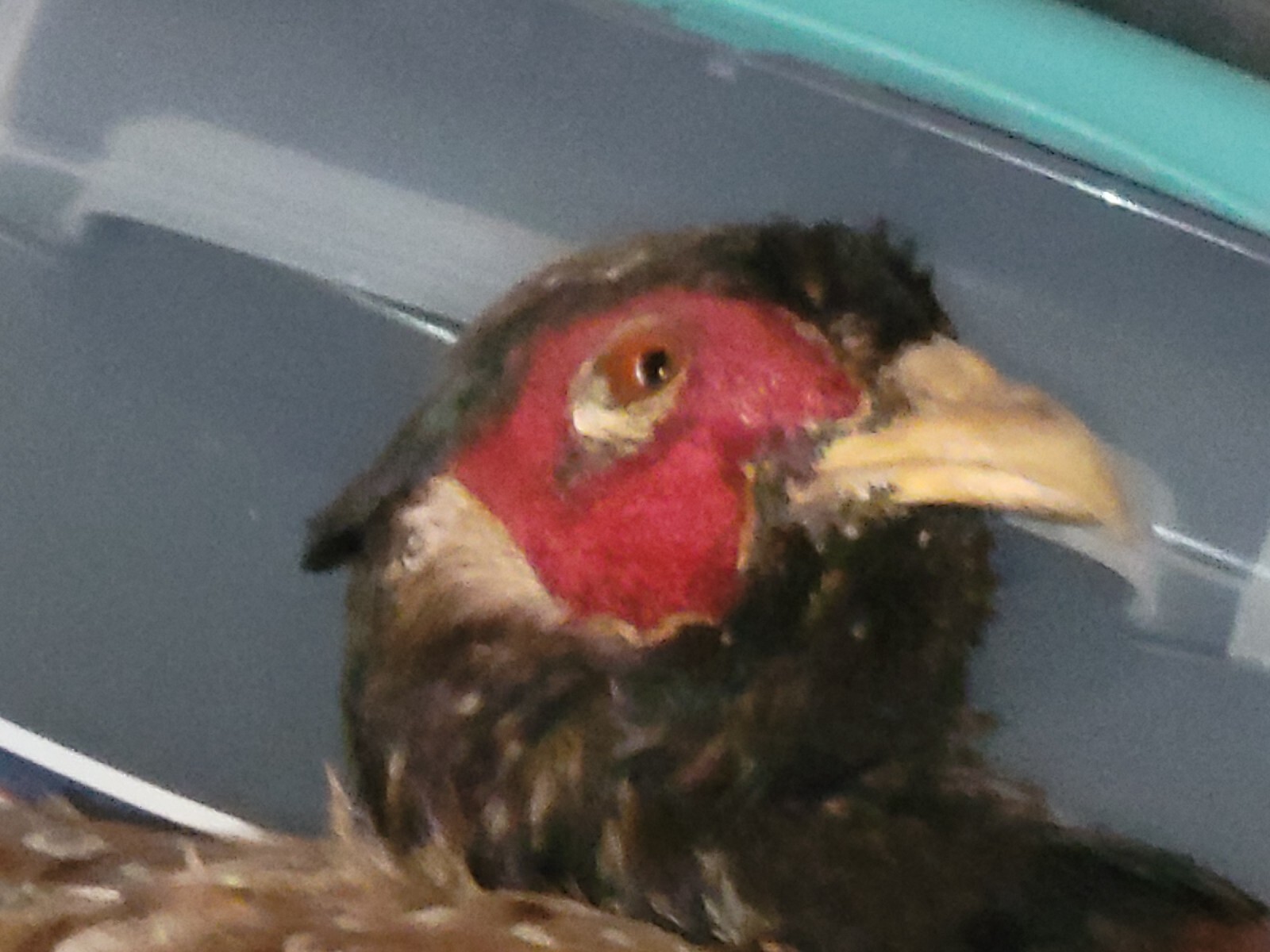 Female Hen Ringneck Pheasant Hen Taxidermy Mounted Plack/ Beautiful 😍 Colors