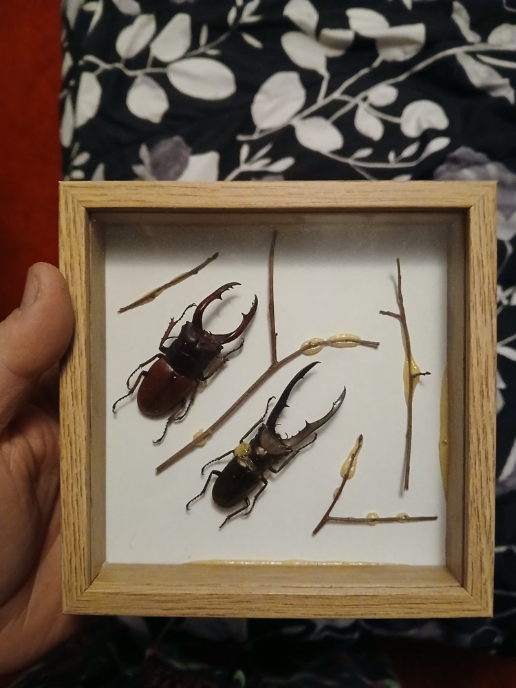 Framed Stag Beetles