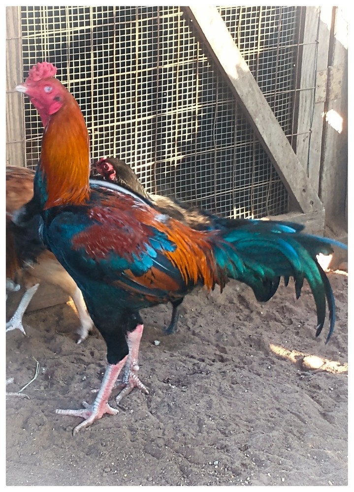 6 ASSORTED longtail Chicken hatching eggs L@@K!