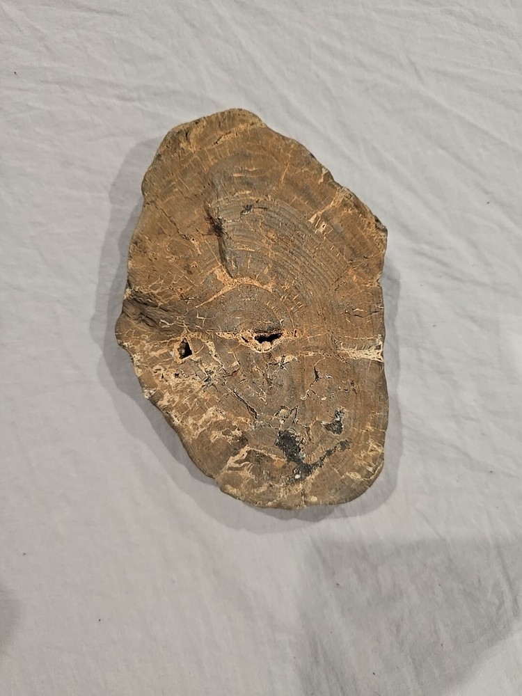 Petrified Wood Raw Slab Sample With Quartz -600g