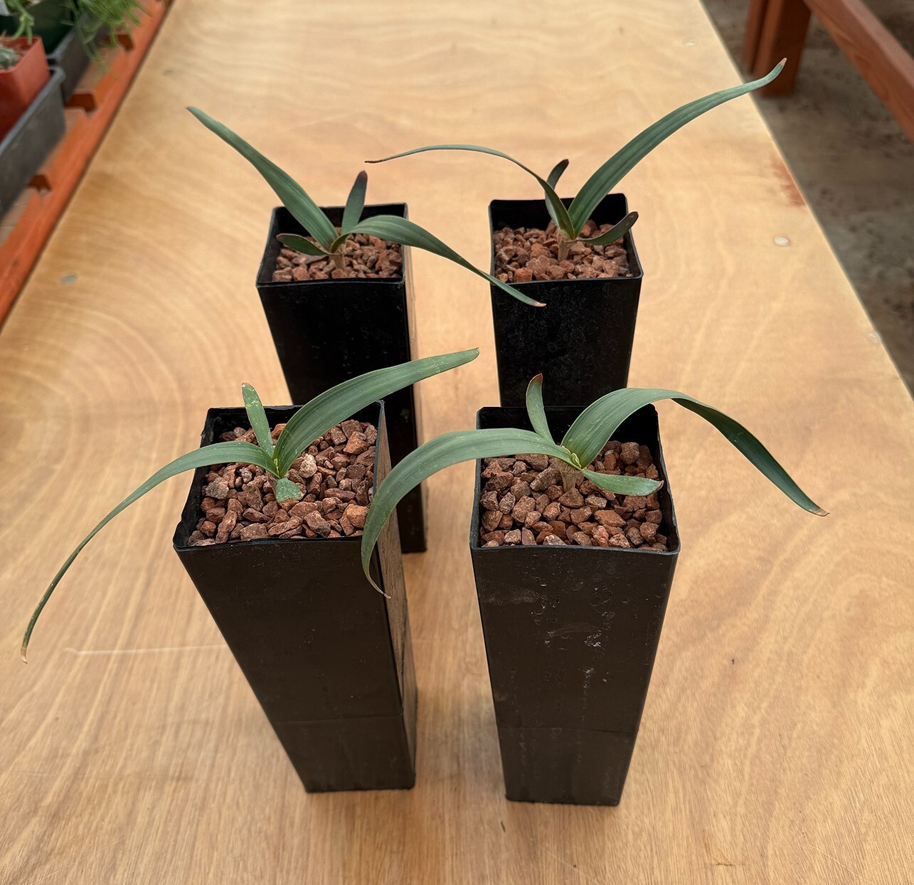 Welwitschia mirabilis (larger size)