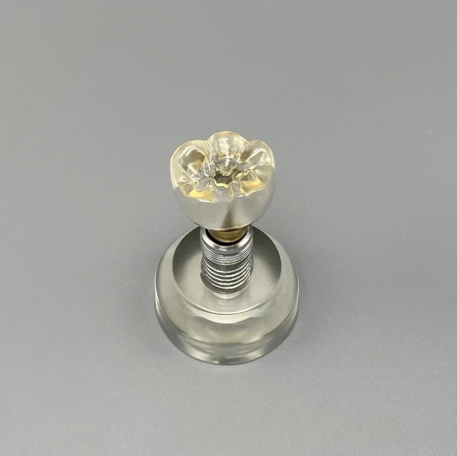 M2020 Dental Implant Model Teeth Study Teach Model Removable Clear Demonstration
