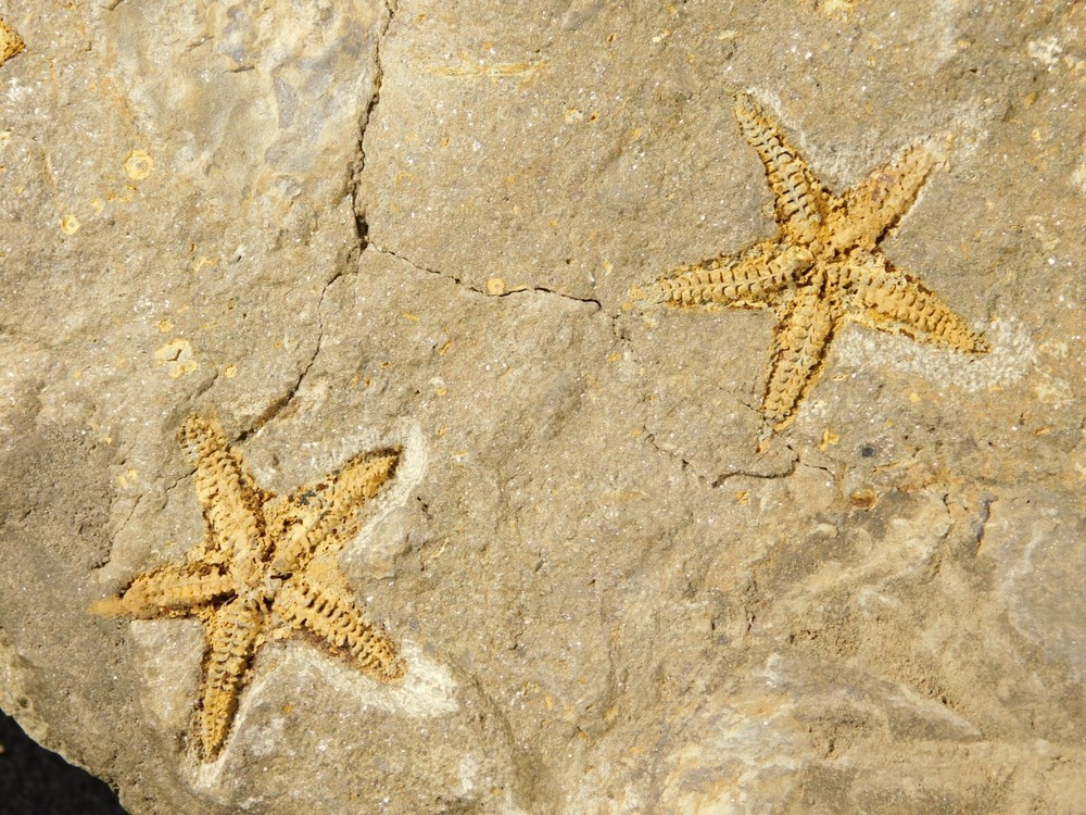 TWO BIG! Eudolatites Sp. Trilobite Fossils in HUGE SPLIT Matrix with STARFISH