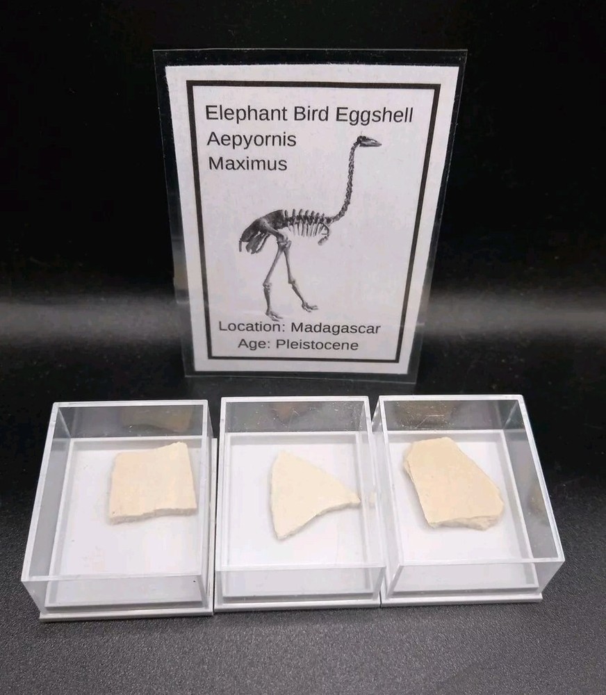 Fossil Elephant Bird Eggshell~Aepyornis~Madagascar Display Case