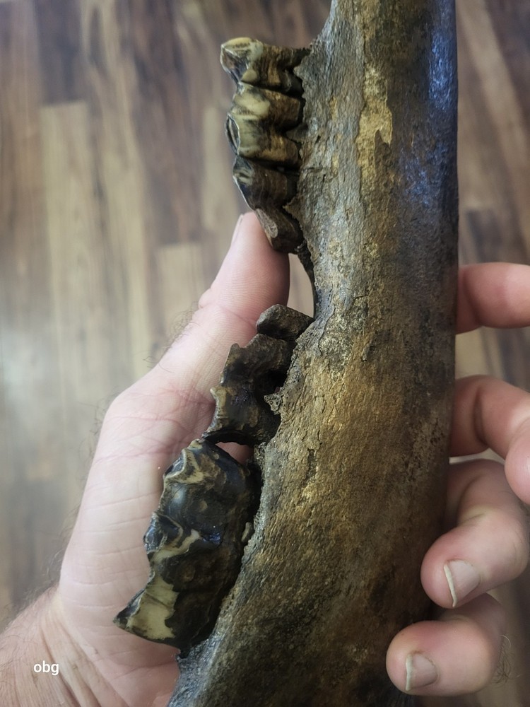 Historic Bison lower jaw bone buffalo