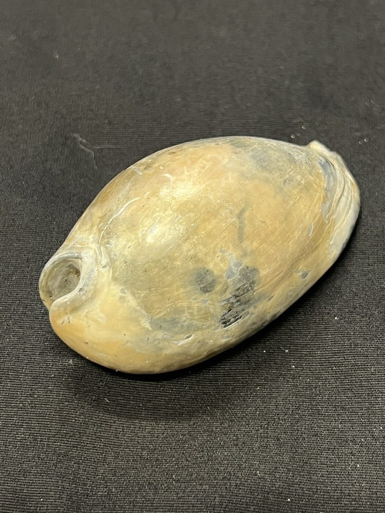EXTINCT Fossilized COWRIE Shell From Central Florida - Pliocene Era.