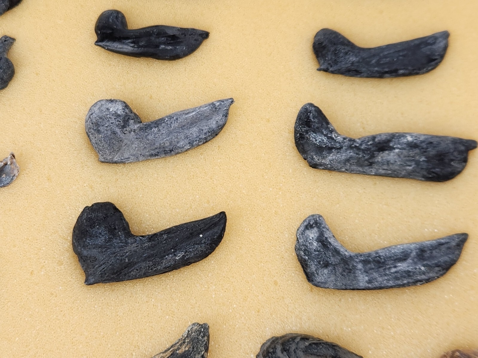 Fish Swim Bladder Fossil - Florida - 1 Per Purchase