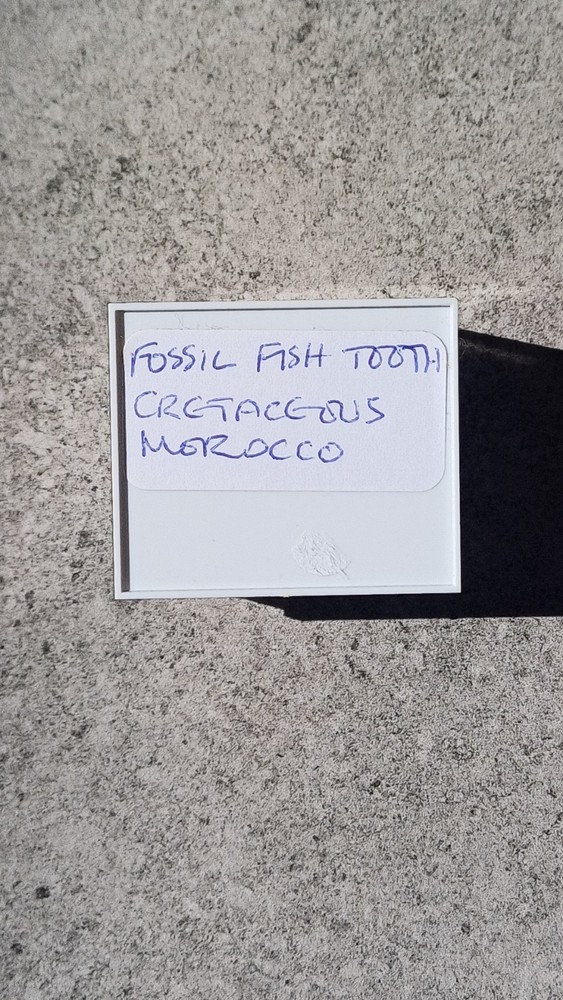 Fossil Fish Tooth From Morocco