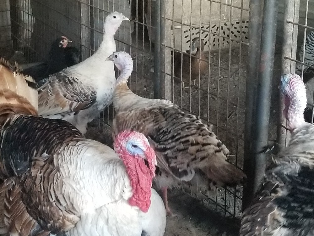 SWEETGRASS TURKEY fertile hatching eggs
