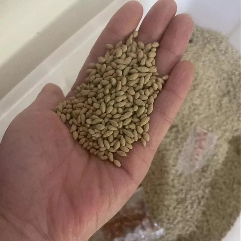 2026 Evergreen Dwarf Grass Seed Garden Grass Seed Growth-Grass Seeds/Lawn Seeds