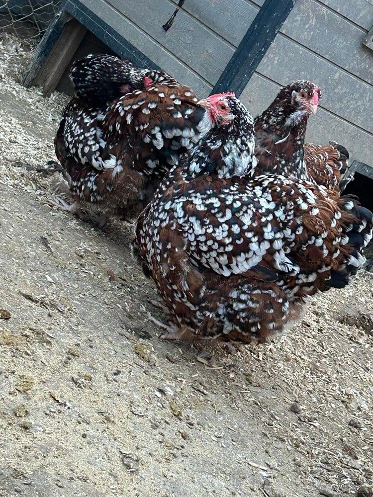 Jubilee Orpington Hatching Eggs 12+