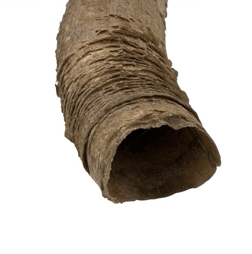 2 Bull Horns