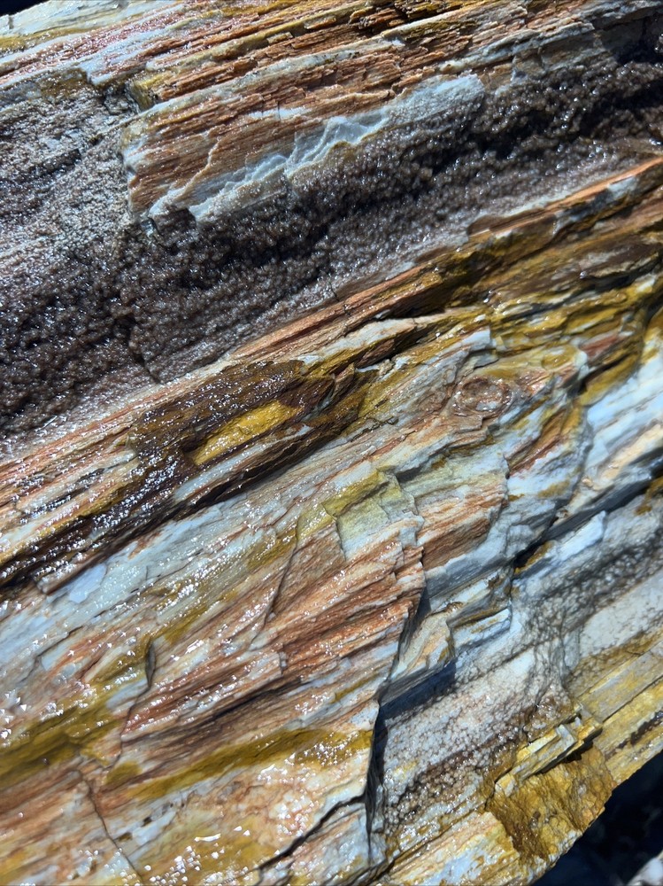 PETRIFIED LOG Large Piece.