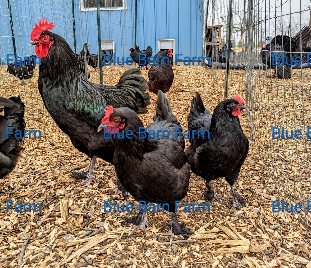6 Solid Black Marans Chicken Hatching Eggs. Purebred. NPIP.