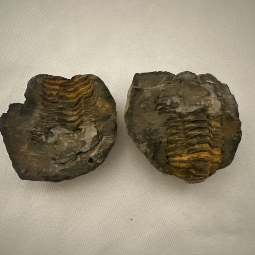 2.2” Flexicalymene Trilobite Nodule
