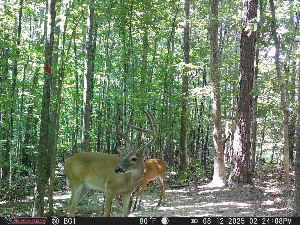 Black Gate R4G-Lite +