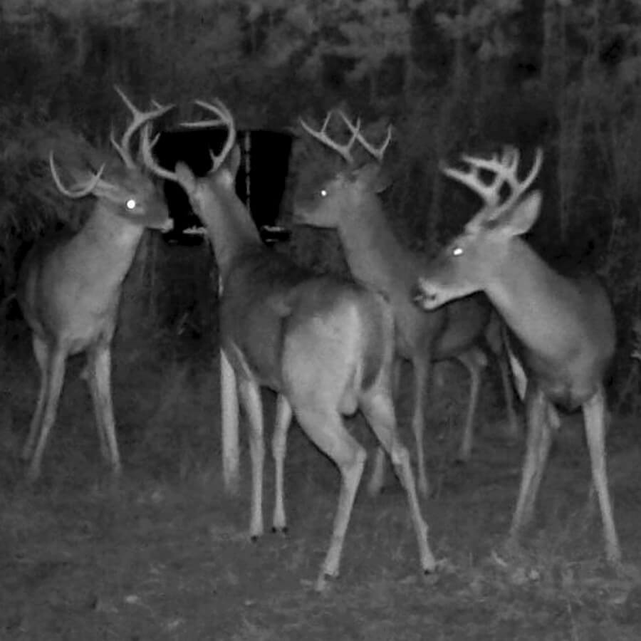 Corn deer feeder