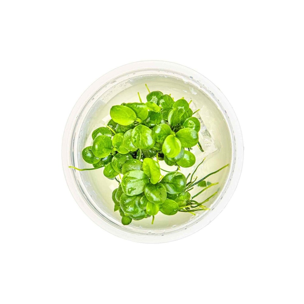 Anubias Barteri Mini Coin Leaf