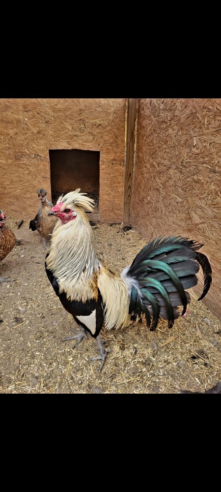 12 Pure Flarry Eye Hatching Eggs NPIP CERTIFIED