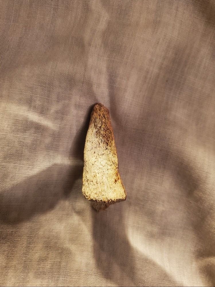 Ornithomimid Toe Claw (Ungual)