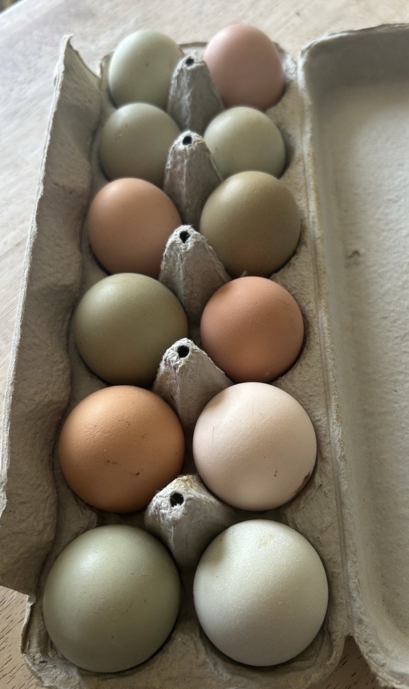 BYM Large Fowl Dozen Hatching Eggs