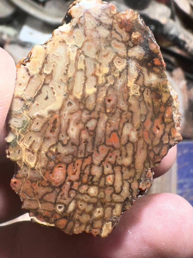 Dinosaur bone rough **hxtled chunk.