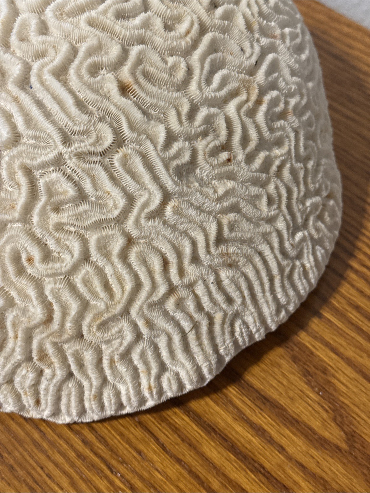 Large Natural Brain Coral Vintage Salt Water Fossil Heavy 9.12 lbs, 9" wide