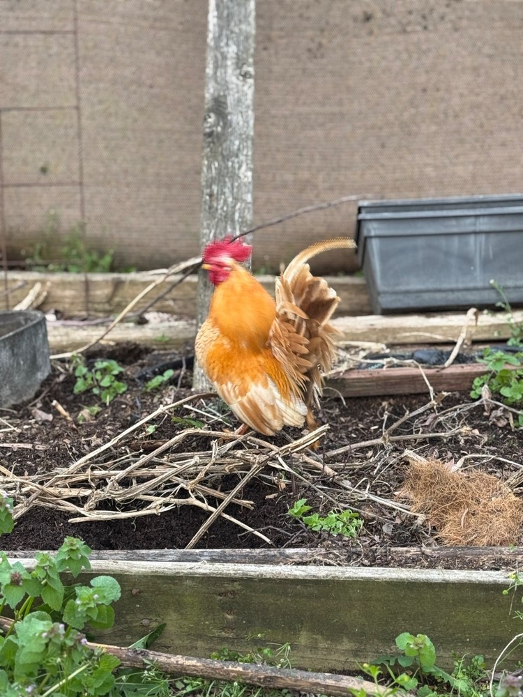 12+ 2 small Quality Serama Chicken Hatching Eggs