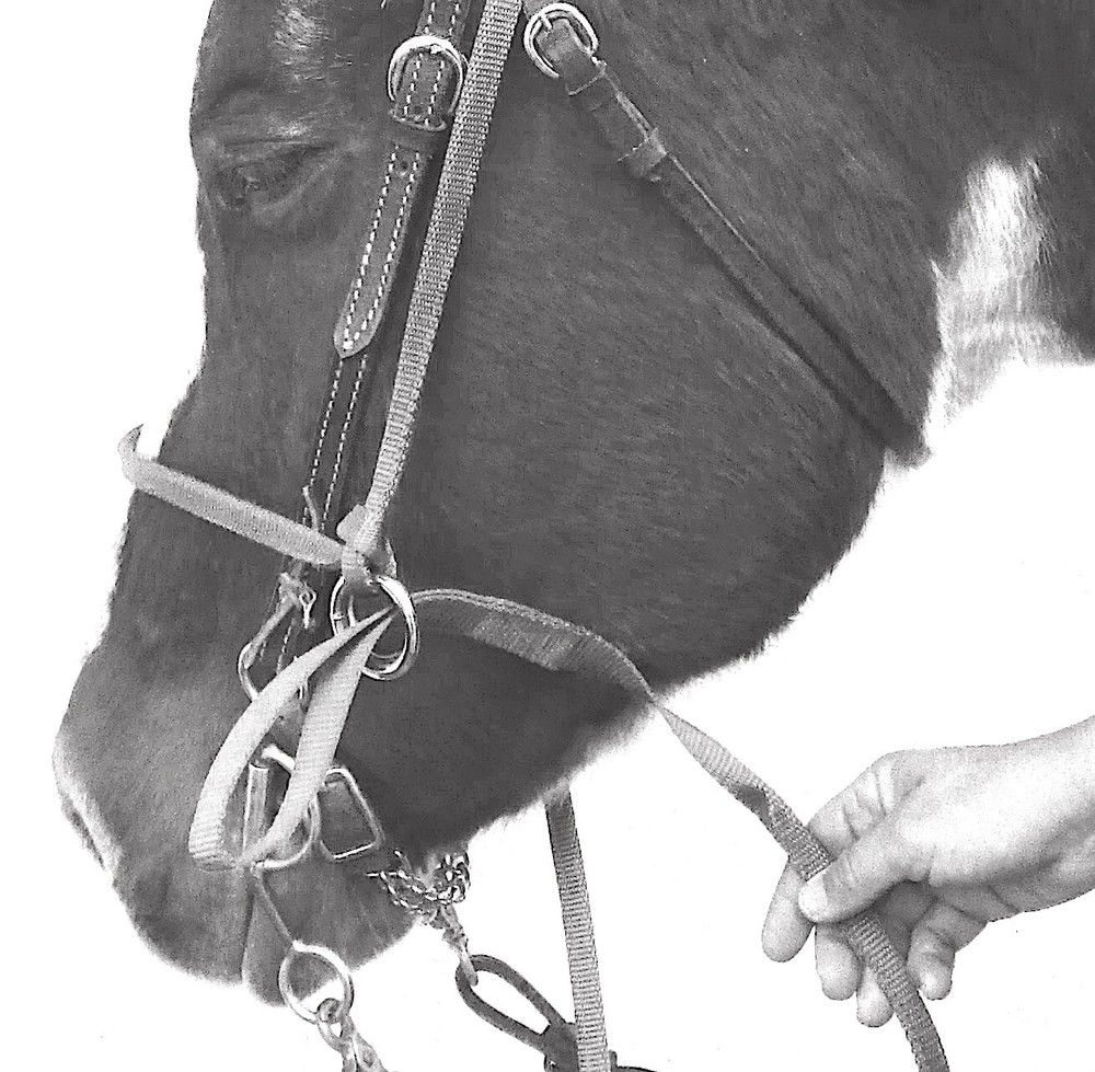 Halter All MEDIUM Donkey / Mule Endless Adjustable Halter & Lead colors USA