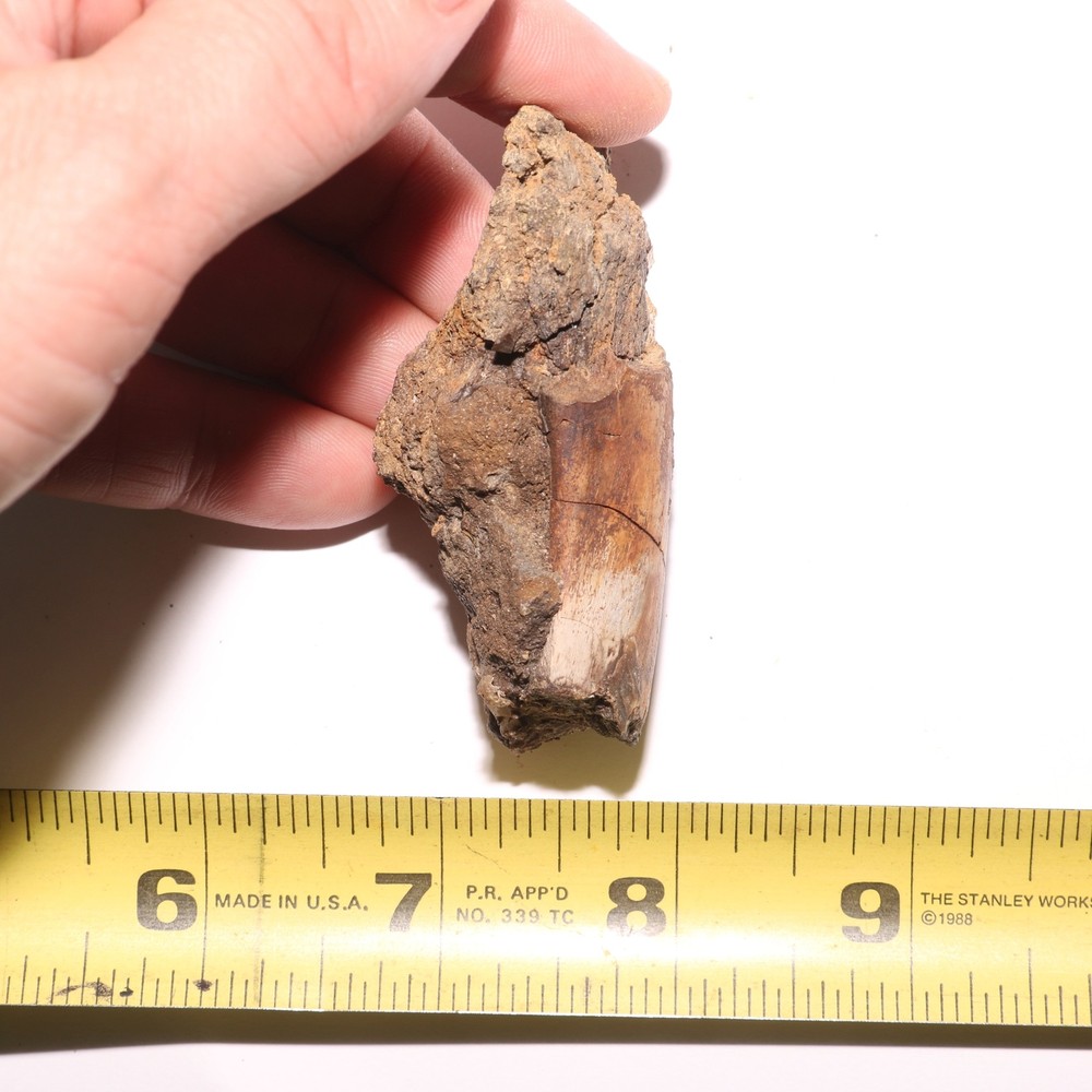 Small Dinosaur Rib Section from Hell Creek Formation Cretaceous - Nice Quality