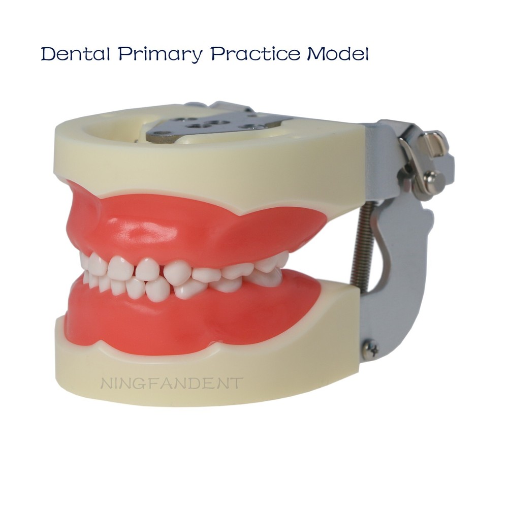 Dental Child Primary Practice Teeth Model 24 Removable Teeth For Dentist Practic