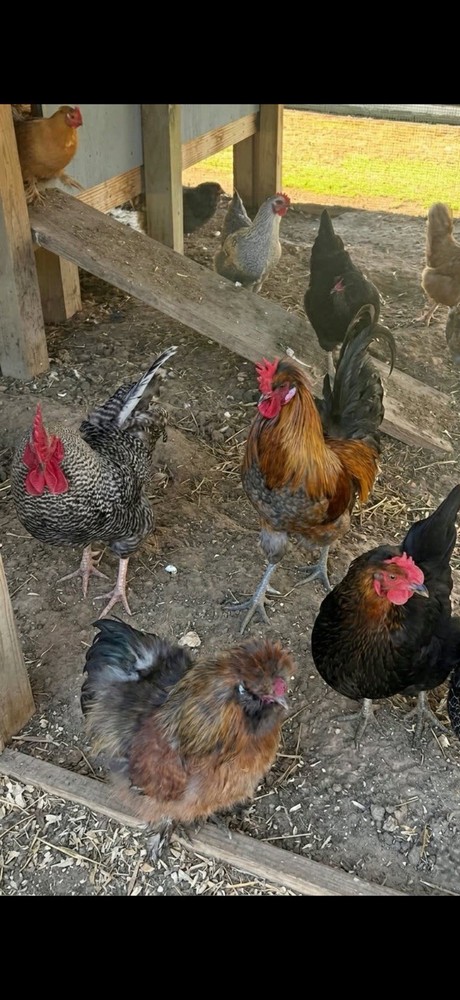 12+ Barnyard Mix Hatching Eggs - Silkie Polish Cochin Easter Egger - FRESH!