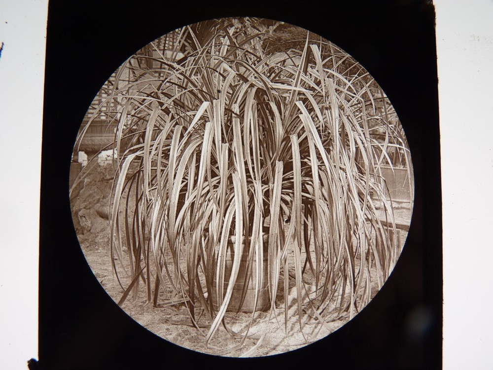 Magic Lantern Plant Antique