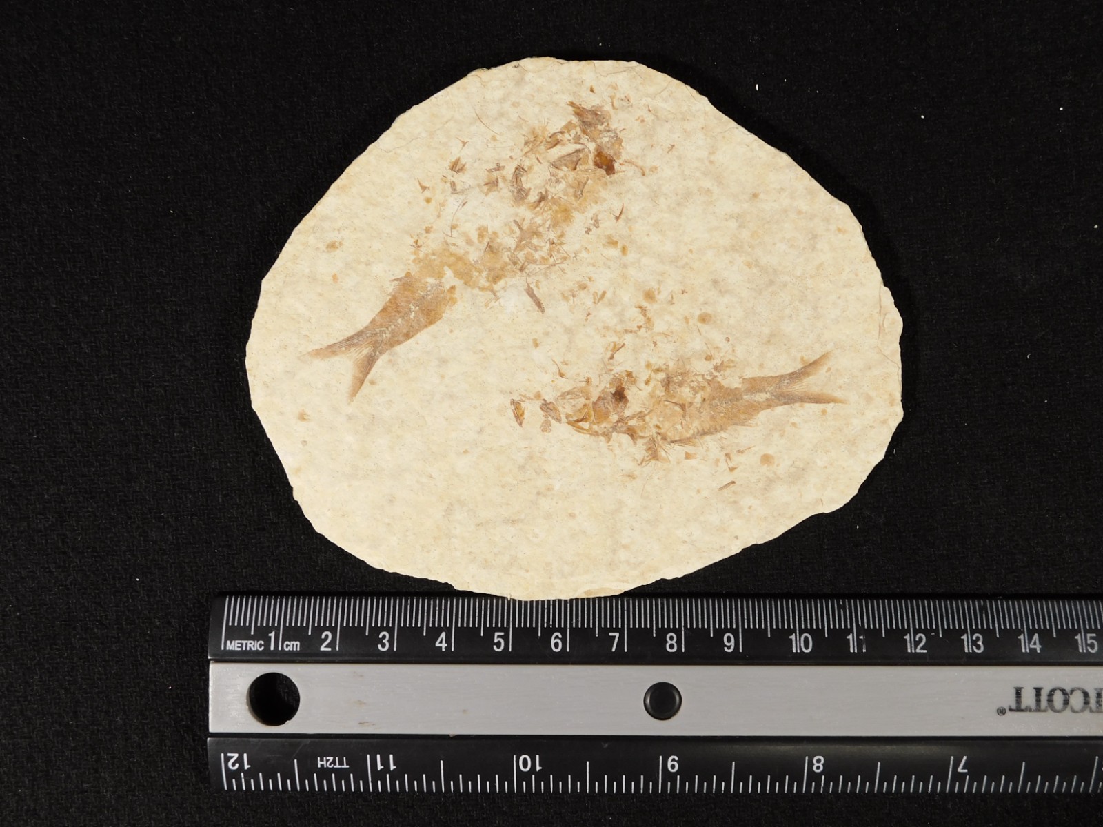 TWO! 50 Million Year Old EXPLODED Knightia Fry FISH Fossils From Wyoming 66.4gr