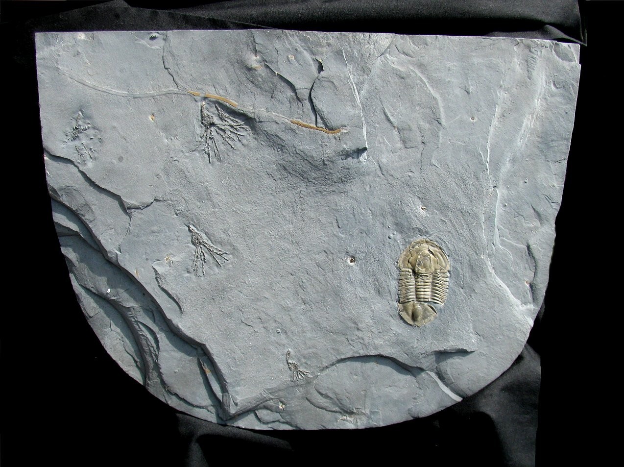 EXTINCTIONS- LARGE PLATE WITH FOUR GOGIA CYSTOIDS AND NICE ASAPHISCUS TRILOBITE!