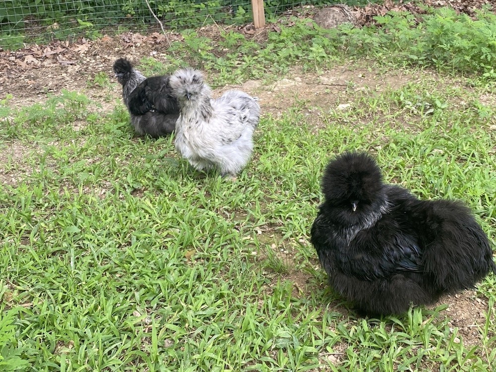 12 Bearded Silkie Hatching Eggs