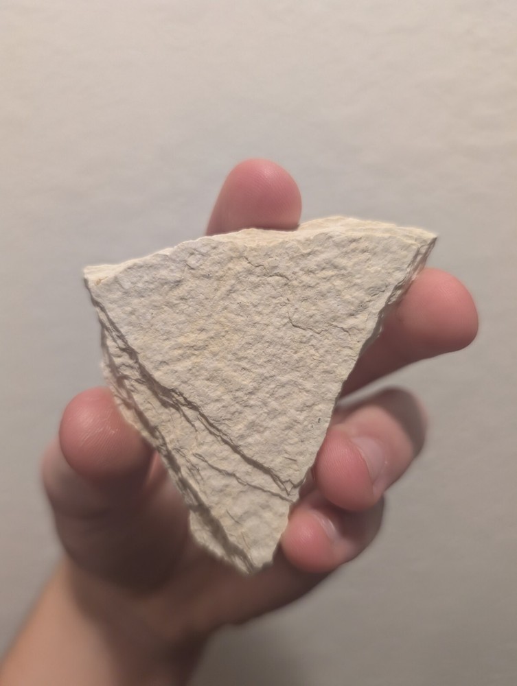 Green River Fossil Fish